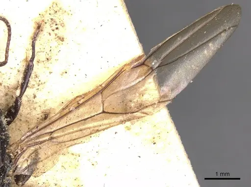 Camponotus snellingi specimen CASENT0901915 image casent0901915_4