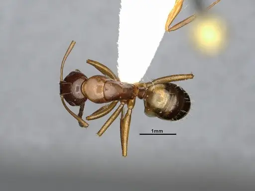 Camponotus snellingi specimen MEM252745 image mem252745_1