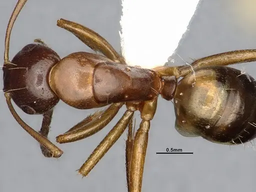 Camponotus snellingi specimen MEM252745 image mem252745_2