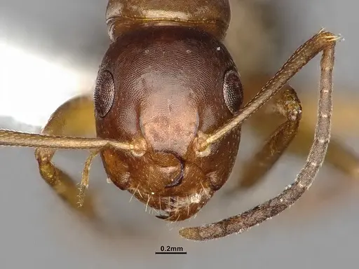 Camponotus snellingi specimen MEM252745 image mem252745_3