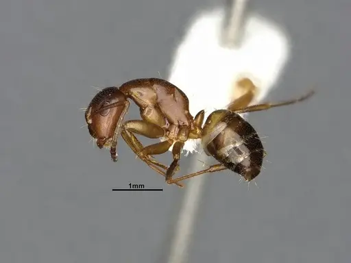 Camponotus snellingi specimen MEM252745 image mem252745_4