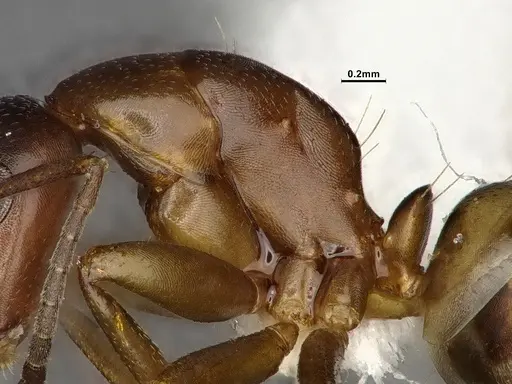 Camponotus snellingi specimen MEM252745 image mem252745_5
