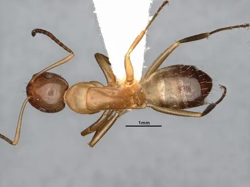 Camponotus snellingi specimen MEM290579 image mem290579_1
