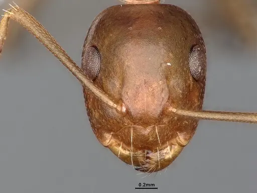 Camponotus snellingi specimen MEM290579 image mem290579_2