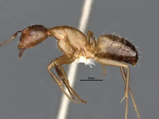 Camponotus snellingi specimen MEM290579 image mem290579_3