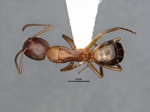 Camponotus snellingi specimen MEM290582 image mem290582_1