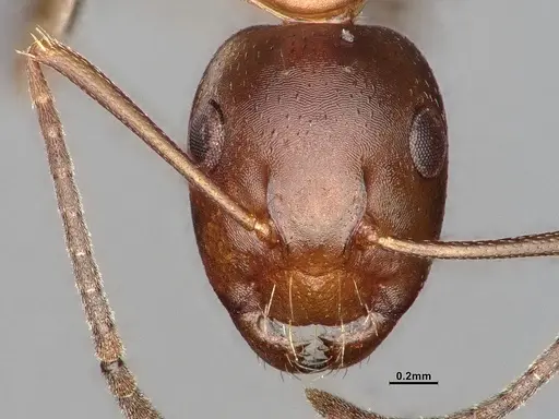 Camponotus snellingi specimen MEM290582 image mem290582_2