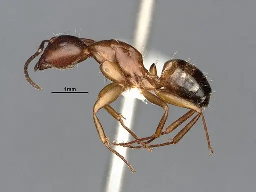 Camponotus snellingi specimen MEM290582 image mem290582_3
