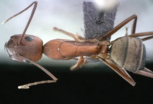 Camponotus socius specimen ANTWEB1041521 image antweb1041521_1