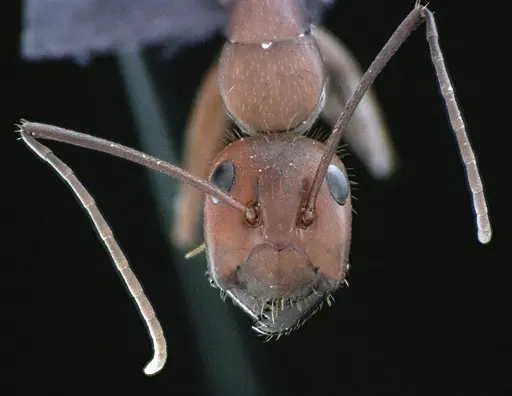 Camponotus socius specimen ANTWEB1041521 image antweb1041521_2