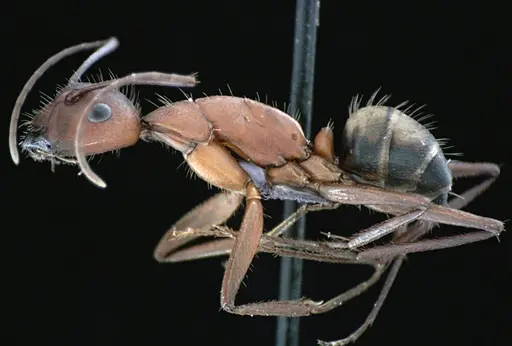 Camponotus socius specimen ANTWEB1041521 image antweb1041521_3