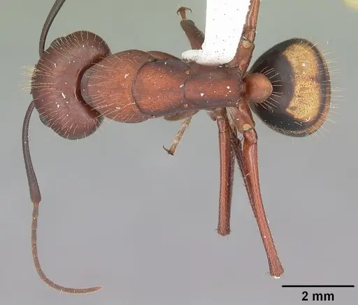 Camponotus socius specimen CASENT0103711 image casent0103711_1