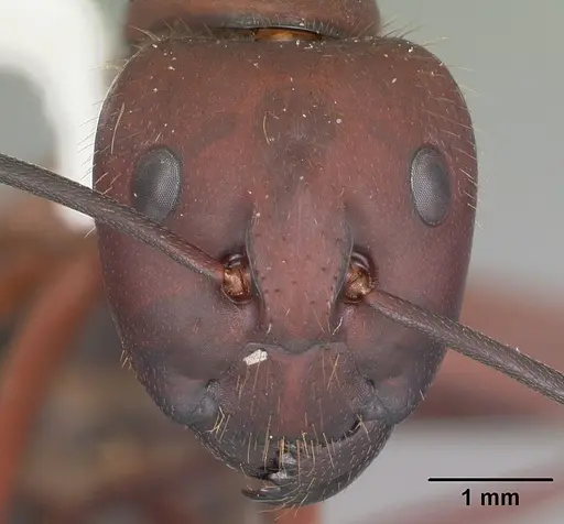 Camponotus socius specimen CASENT0103711 image casent0103711_2