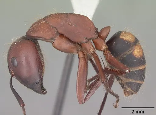 Camponotus socius specimen CASENT0103711 image casent0103711_3