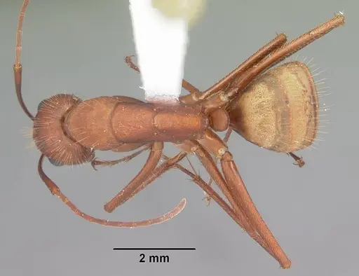 Camponotus socius specimen CASENT0103712 image casent0103712_1