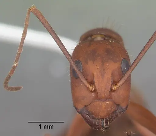 Camponotus socius specimen CASENT0103712 image casent0103712_2