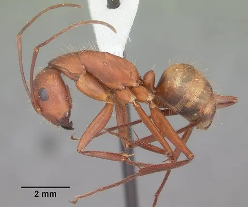 Camponotus socius specimen CASENT0103712 image casent0103712_3
