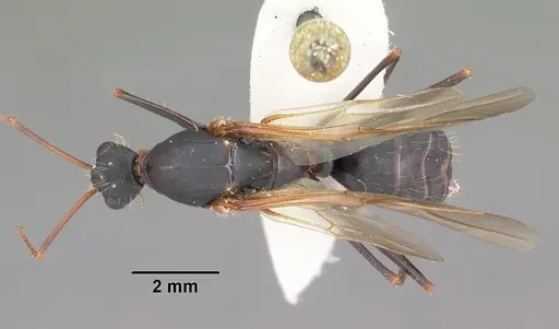 Camponotus socius specimen CASENT0103714 image casent0103714_1