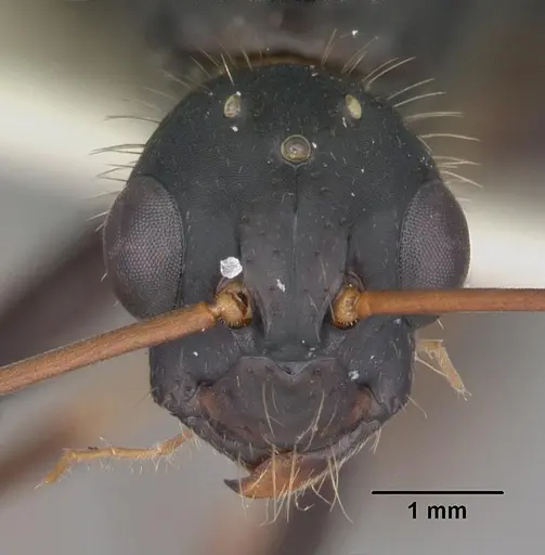 Camponotus socius specimen CASENT0103714 image casent0103714_2