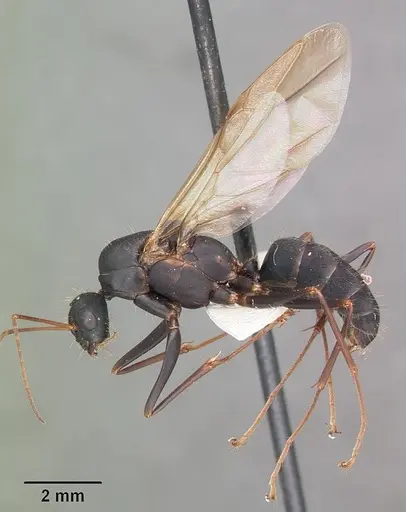 Camponotus socius specimen CASENT0103714 image casent0103714_3