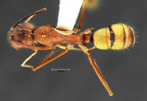 Camponotus socius specimen CASENT0105678 image casent0105678_1
