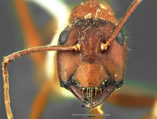 Camponotus socius specimen CASENT0105678 image casent0105678_2