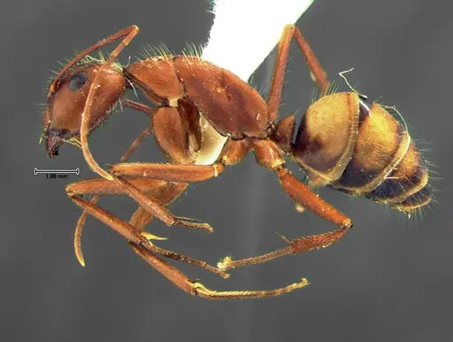 Camponotus socius specimen CASENT0105678 image casent0105678_3