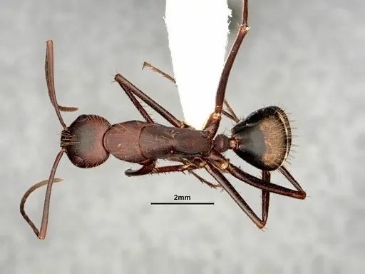 Camponotus socius specimen CASENT0884310 image casent0884310_1