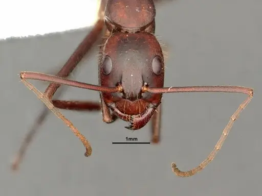 Camponotus socius specimen CASENT0884310 image casent0884310_2