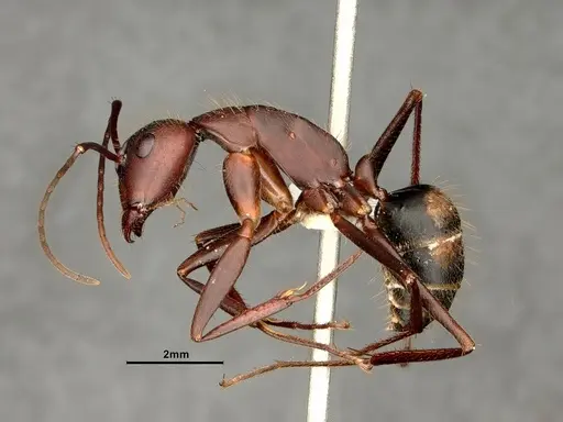 Camponotus socius specimen CASENT0884310 image casent0884310_3
