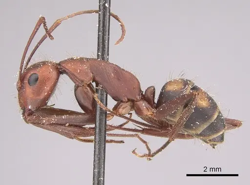 Camponotus socius specimen CASENT0923551 image casent0923551_1