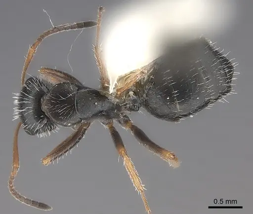 Camponotus socorroensis specimen CASENT0217704 image casent0217704_1