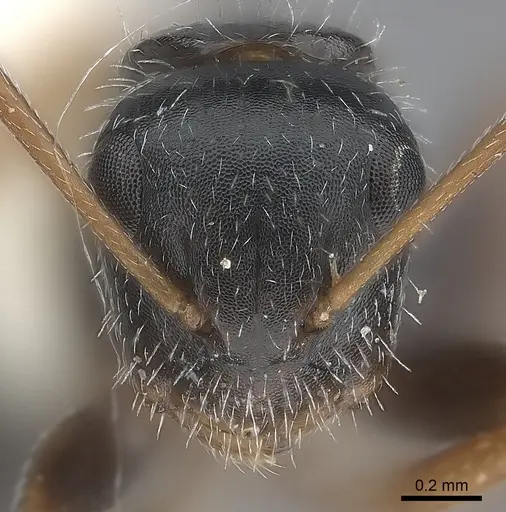 Camponotus socorroensis specimen CASENT0217704 image casent0217704_2