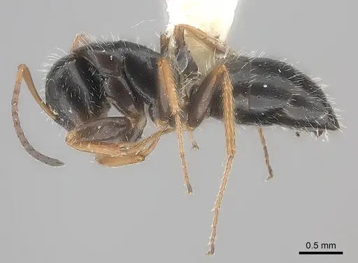 Camponotus socorroensis specimen CASENT0217704 image casent0217704_3