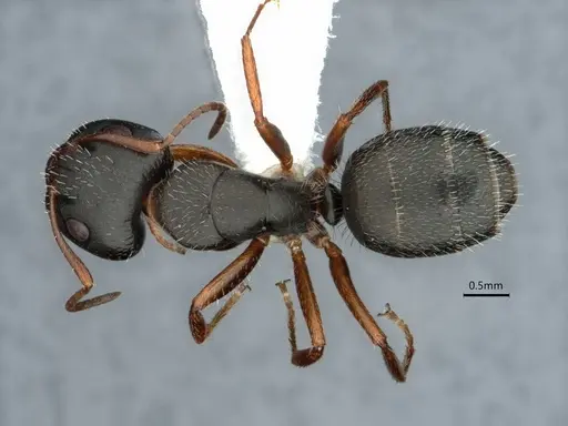 Camponotus socorroensis specimen CASENT0796848 image casent0796848_1