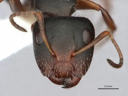 Camponotus socorroensis specimen CASENT0796848 image casent0796848_2