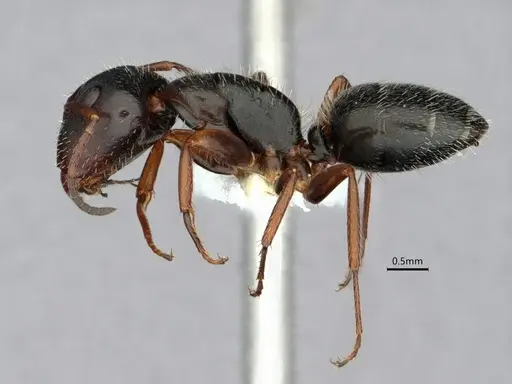Camponotus socorroensis specimen CASENT0796848 image casent0796848_3