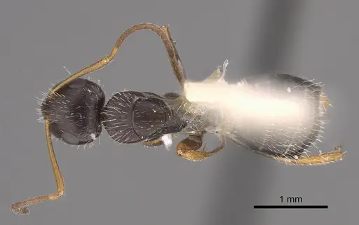 Camponotus socorroensis specimen CASENT0923552 image casent0923552_1