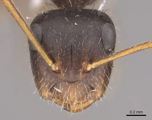 Camponotus socorroensis specimen CASENT0923552 image casent0923552_2