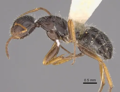 Camponotus socorroensis specimen CASENT0923552 image casent0923552_3