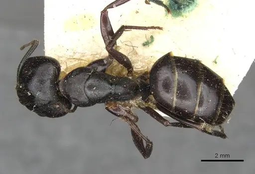 Camponotus socrates specimen CASENT0910263 image casent0910263_1