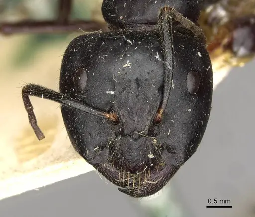 Camponotus socrates specimen CASENT0910263 image casent0910263_2
