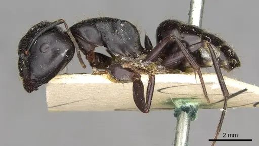 Camponotus socrates specimen CASENT0910263 image casent0910263_3