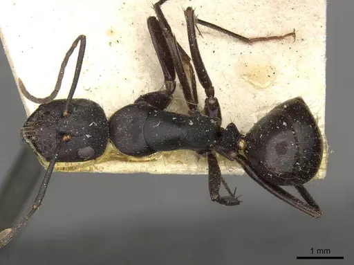 Camponotus socrates specimen CASENT0910264 image casent0910264_1