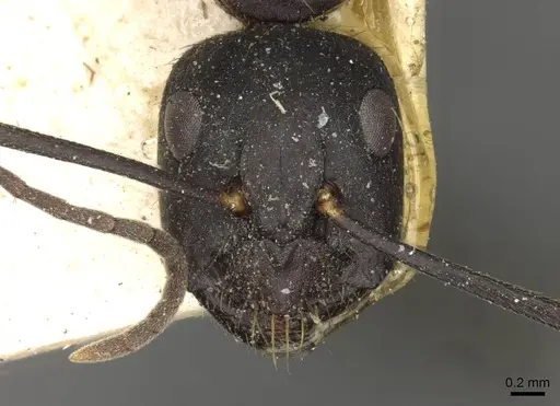 Camponotus socrates specimen CASENT0910264 image casent0910264_2