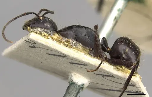 Camponotus socrates specimen CASENT0910264 image casent0910264_3