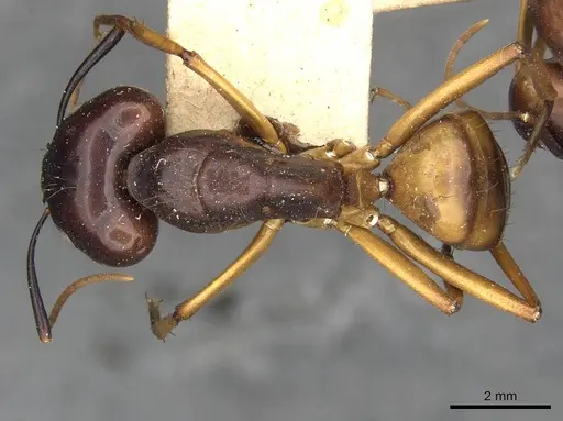 Camponotus solon specimen CASENT0910265 image casent0910265_1