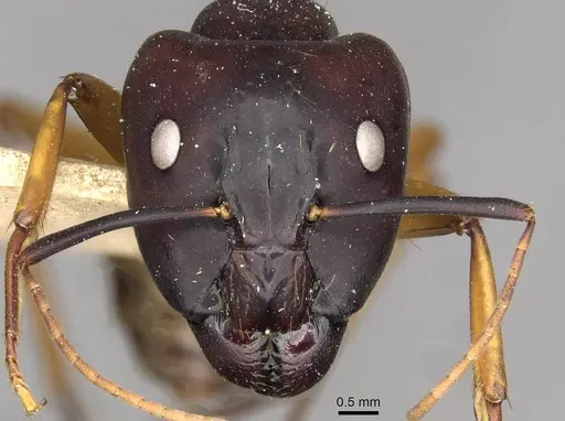 Camponotus solon specimen CASENT0910265 image casent0910265_2
