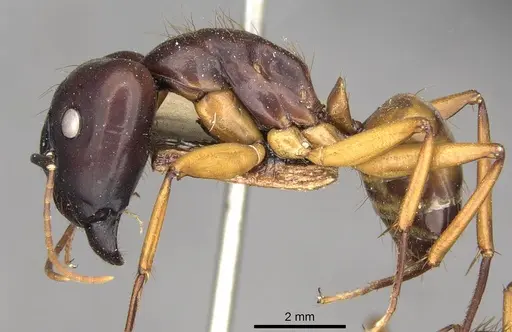 Camponotus solon specimen CASENT0910265 image casent0910265_3