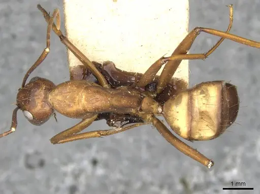 Camponotus solon specimen CASENT0910266 image casent0910266_1